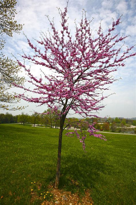 Redbud Tree Photograph By John Holloway Fine Art America