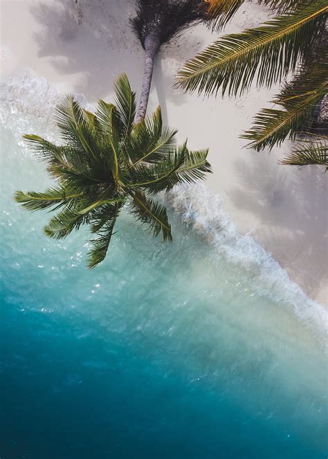 Palm Tree Beach Hd Phone Wallpaper Pxfuel