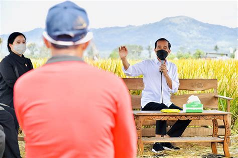 Presiden Jokowi Tinjau Proses Tanam Dan Panen Padi Di Malang