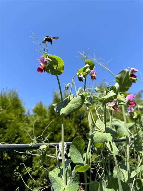 Persimmon Sun Gardens