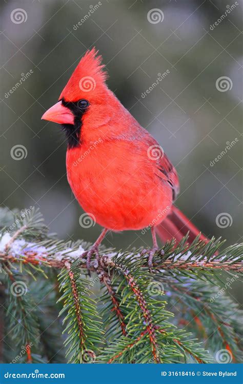 On Cardinal Masculino Um Ramo Foto De Stock Imagem De Wildlife Norte