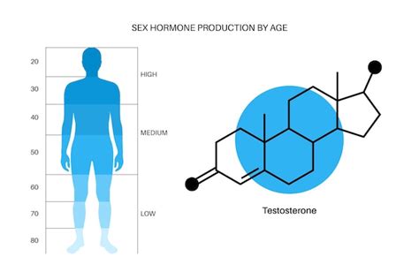 Premium Vector Testosterone Level Color Chart Sex Hormone Production By Age Isolated Flat