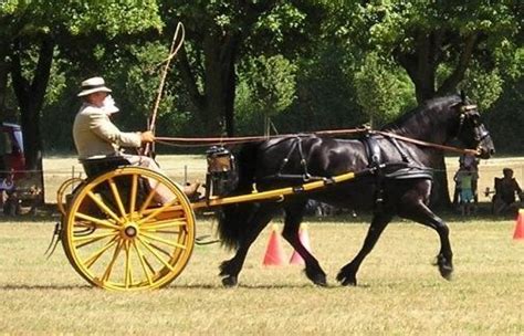 Le Frison