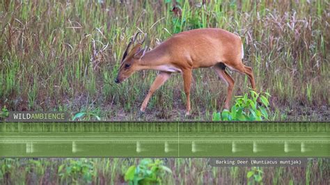 deer sounds video  dorothy hood blog