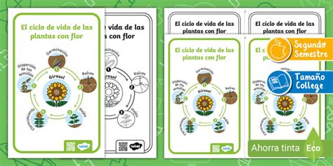 Póster El Ciclo Vital De Las Plantas Con Flor Twinkl
