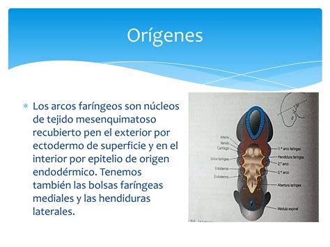 Arcos Faríngeos Ppt