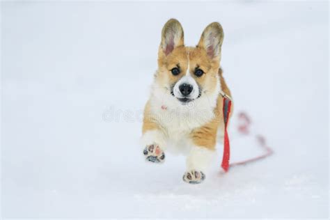 Redhead Corgi Puppy Runs On White Snow In The Winter In The Village