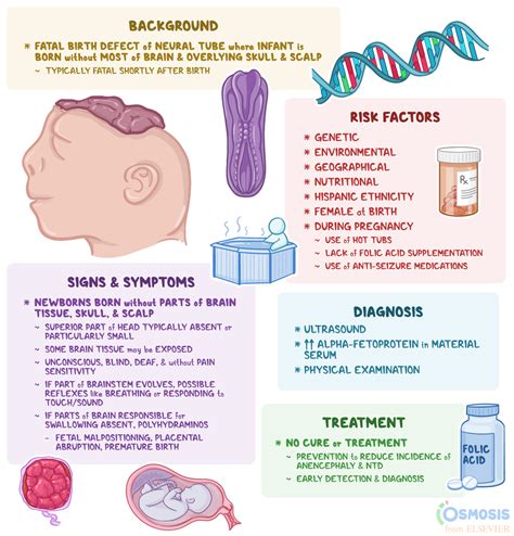 Anencephaly What Is It Risk Factors Prevention And More Osmosis