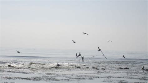 Take Advantage of Low Tides by Visiting the Tide Pools | Encinitas, CA ...