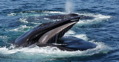 Humpback Whale Teeth: Everything You Need To Know - A-Z Animals