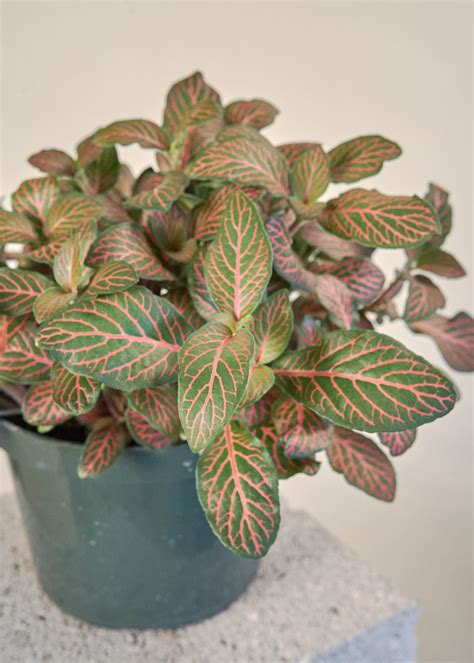 How To Grow And Care For Fittonia Apartment Therapy