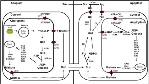 Proposed Pathway Of Starch Metabolism In Photosynthetic And