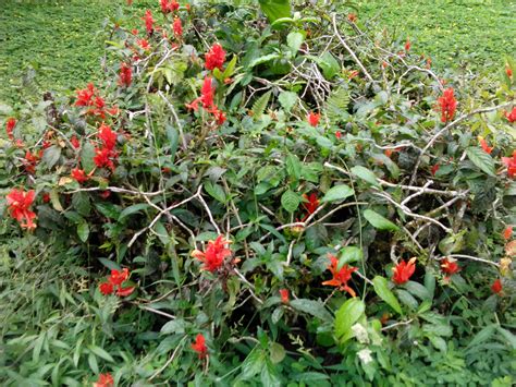 Can Anybody Help Me To Identify These Tropical Plants Researchgate