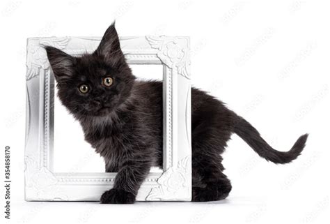 Majestic Black Smoke Maine Coon Kitten Standing Side Ways Through