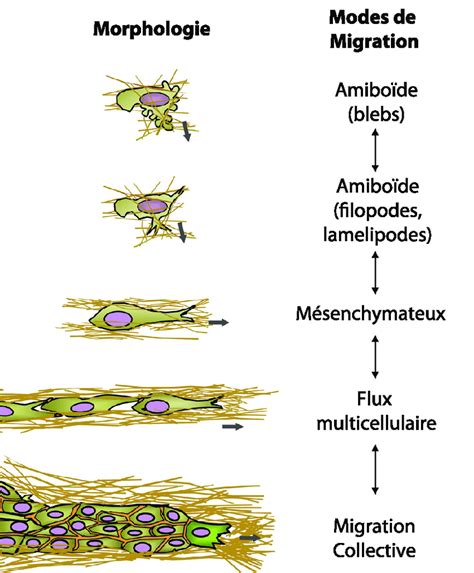 Les différents modes de migration cellulaire De façon à s adapter à