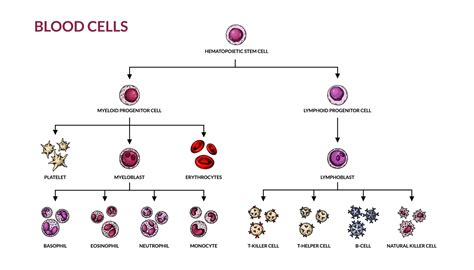 hematopoyesis diagrama humano sangre células tipos con nombres