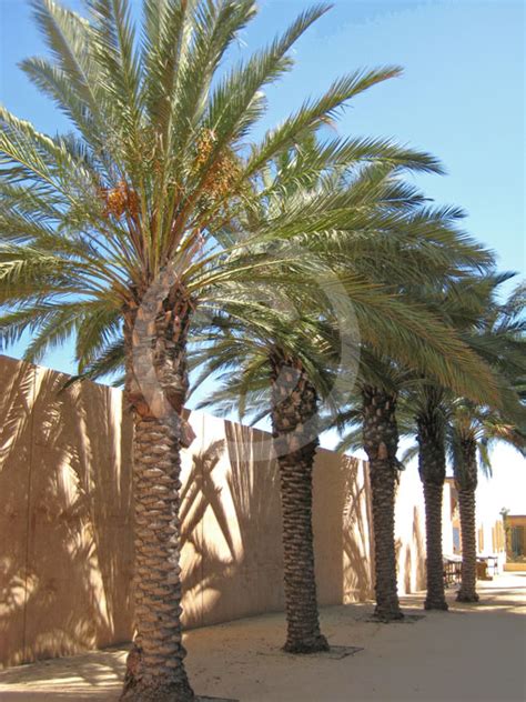 Phoenix Dactylifera Date Palm Information And Photos