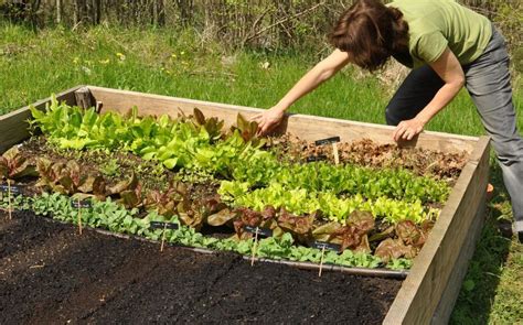 Les Lasagnes C Est Bon Pour Le Jardin Le Parisien