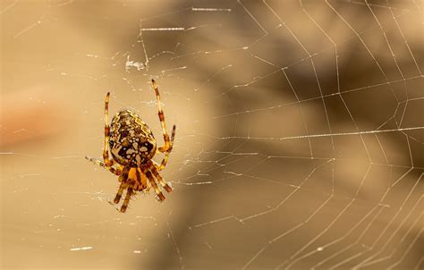 Lurking Araneus Spider Web - Free photo on Pixabay - Pixabay