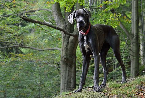 Is Great Dane Good For Guard Dog