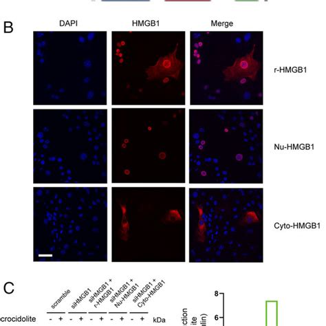 Cytoplasmic Hmgb1 Mediates Asbestos Induced Autophagy A Schematic