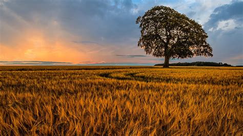 Dry Grass Field Green Tree Branches Silhouette Background Horizon Blue Sky Clouds