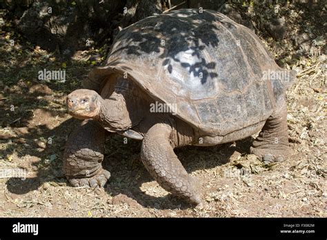 Tortuga Gigante En El Centro De Darwin Isla Santa Cruz Galápagos