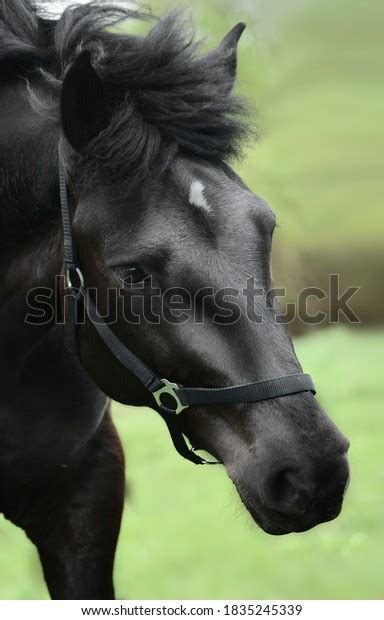 Closeup Portrait Black Horse Stock Photo 1835245339 Shutterstock