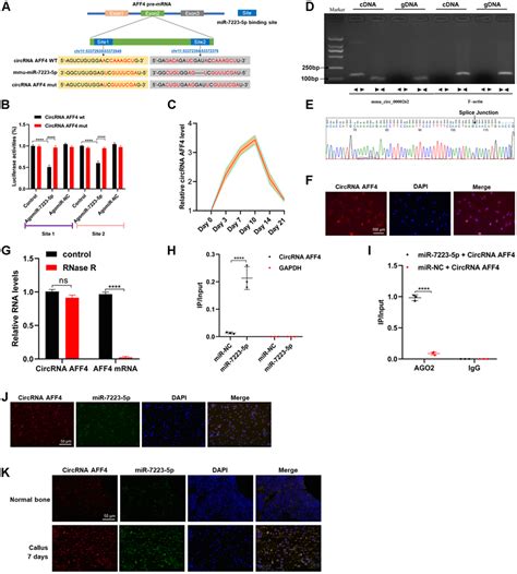 Circrna Aff Promotes Osteoblast Cells Proliferation And Inhibits