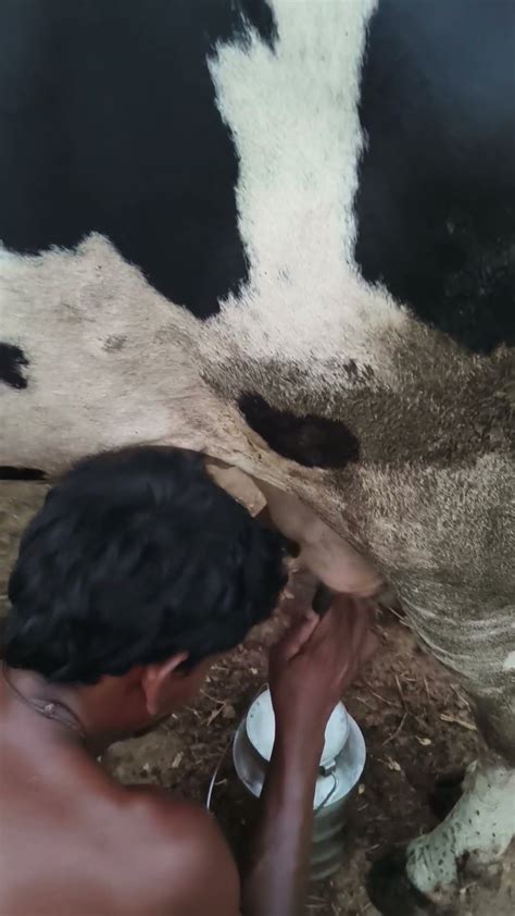 Milking Hf Bread Cow 🐄 🐄 🐮 Youtube