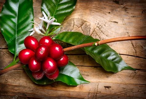 Planta De Caf Granos Rojos De Caf En Una Rama De Rbol De Caf