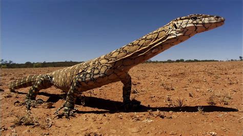 🔥 The Perentie Varanus Giganteus Is The Largest Monitor Lizard Or