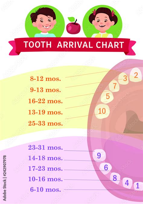 Tooth Arrival Chart Infographic Temporary Teeth Names Groups