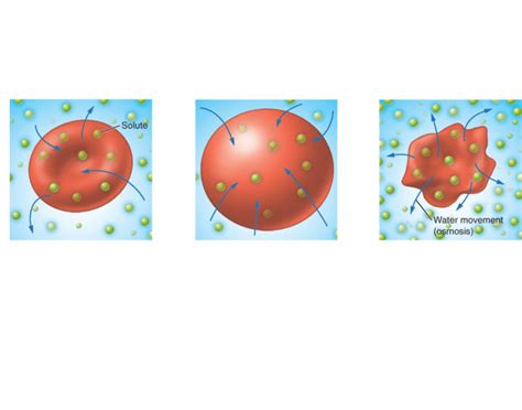 Cell Tonicity Quiz