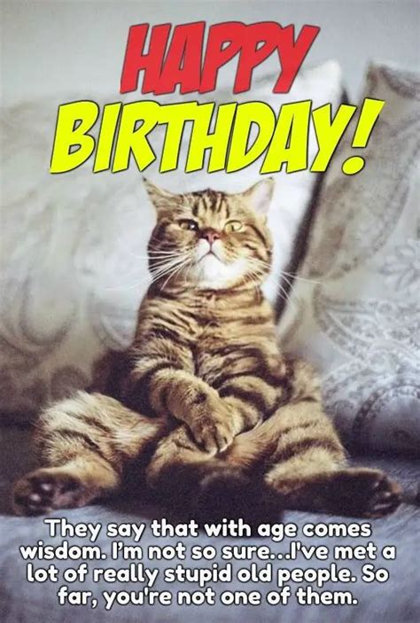 100 Best Happy Birthday Cat Memes & Images – The Random Vibez