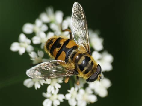 Totenkopfschwebfliege Myathropa Florea Totenkopfschwebfl Flickr