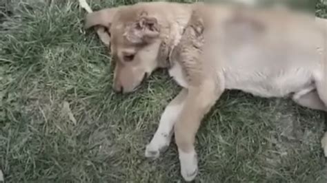 Arriva Alla Fine Della Maratona E Alza La Foto Del Suo Cane Non Ce L