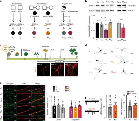 Generation And Characterization Of Ips Cell Derived Neurons From Ks