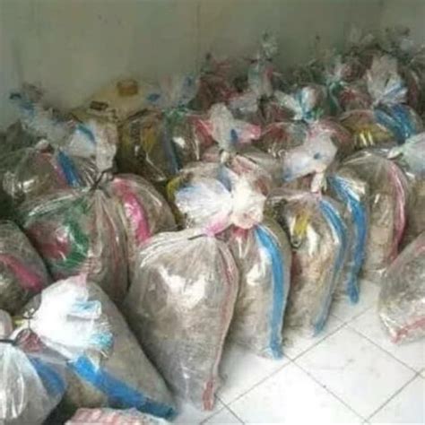 Jual Jangkrik Hidup Alam Karungan 1 2 Kg Shopee Indonesia