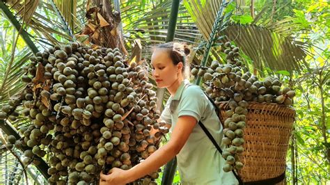 Harvesting Dac Fruit Goes To The Market Sell Using Dac Fruit To Cook