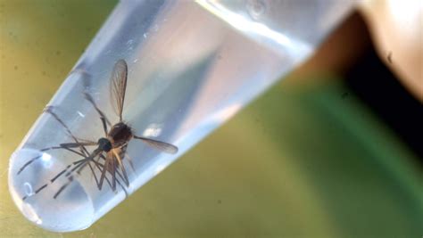 First Ever U S Release Of Genetically Modified Mosquitoes Begins In