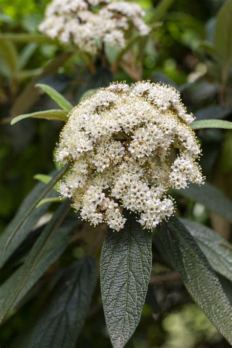 Viburnum Rhytidophyllum Alleghany White Flowers In Spring Garden