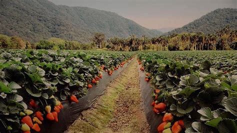 Producción estacional de frutilla Tucumán encabeza el ranking a nivel