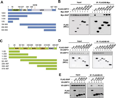 Mapping Of The Binding Interface Between Usp11 And Xiap A Schematic