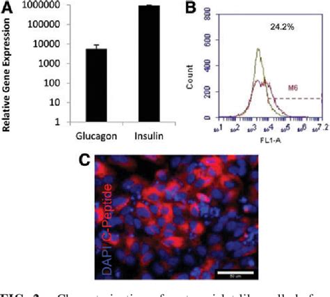 Figure 2 From Alginate Encapsulation Of Human Embryonic Stem Cells To