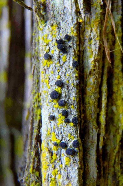 Ways Of Enlichenment Lichens Of North America