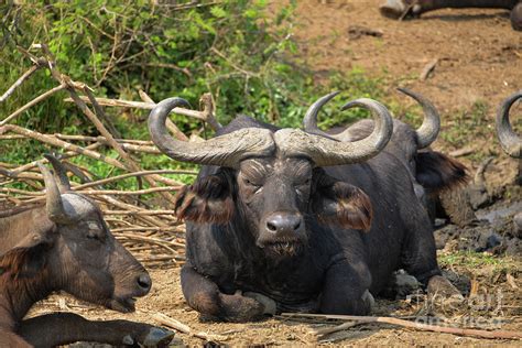 Buffalos At Queen Elizabeth National Park Uganda Photograph By Jan