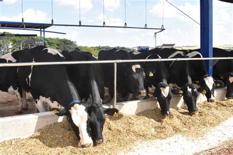 A Import Ncia Do Manejo Reprodutivo Para O Gado De Leite Cotriel