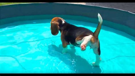 8 Weeks Old Beagle Puppy Falls In Water For The First Time Youtube