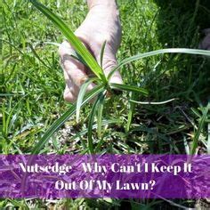 Lawn Weeds Of North Texas Ideas Lawn Care Lawn Weeds In Lawn